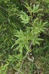 Vitex agnus-castus