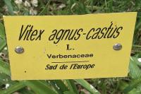 Vitex agnus-castus