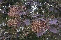 Cotinus coggygria