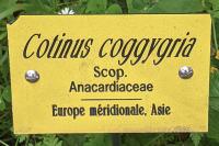 Cotinus coggygria