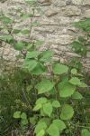 Reynoutria japonica