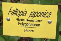 Reynoutria japonica