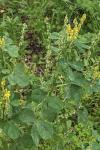 Melilotus italicus