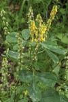 Melilotus italicus