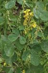 Melilotus italicus