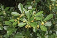 Pittosporum heterophyllum
