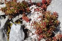 Sedum album