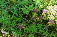 Thymus pulegioides