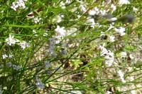 Asperula pyrenaica