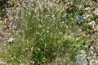 Asperula pyrenaica