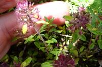 Thymus pulegioides