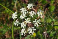 Pimpinella saxifraga