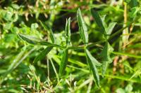 Pimpinella saxifraga