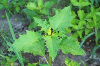 Datura stramonium