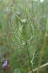 Nigella damascena