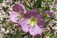 Oenothera speciosa