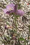 Oenothera speciosa