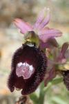 Ophrys bertolonii