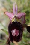 Ophrys bertolonii