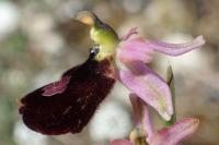 Ophrys bertolonii
