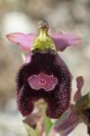 Ophrys bertolonii