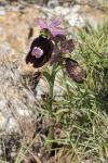 Ophrys bertolonii