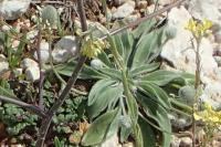 Plantago lagopus