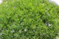 Crithmum maritimum