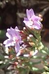 Limonium pseudominutum