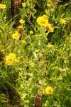 Pulicaria dysenterica