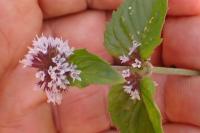 Mentha aquatica