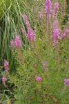 Lythrum salicaria