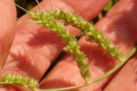 Echinochloa crus-galli