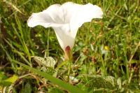 Convolvulus silvaticus
