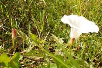 Convolvulus silvaticus