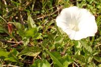 Convolvulus silvaticus