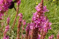 Lythrum salicaria