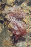 Sphaerococcus coronopifolius