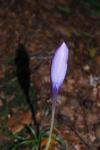 Crocus nudiflorus