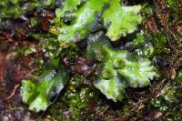 Marchantia polymorpha