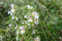 Euphrasia officinalis