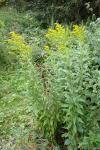 Solidago gigantea