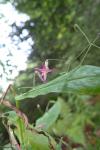 Prenanthes purpurea