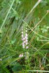 Calluna vulgaris