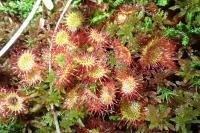 Drosera rotundifolia