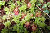 Drosera rotundifolia