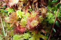 Drosera rotundifolia