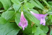Clinopodium grandiflorum