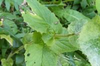 Doronicum austriacum