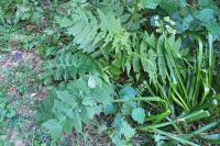 Cirsium erisithales